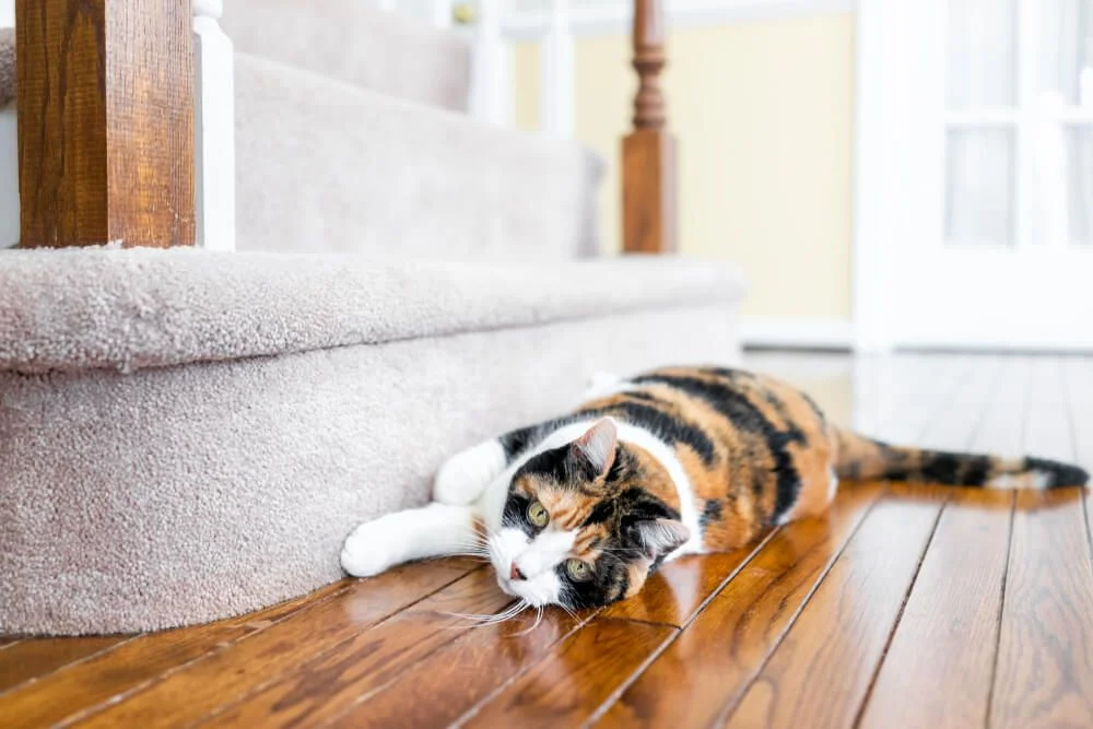 cat scratching the carpet