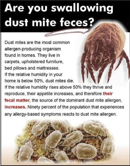 are you swalling dust mites