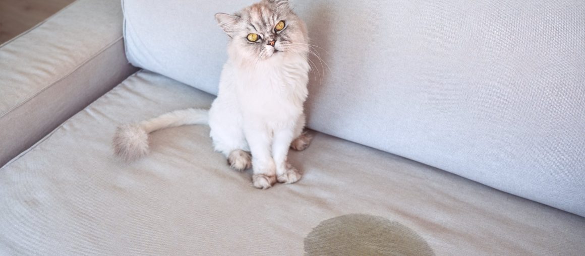 How To Get Old Cat Urine Smell Or Mildew Out of Your Carpets