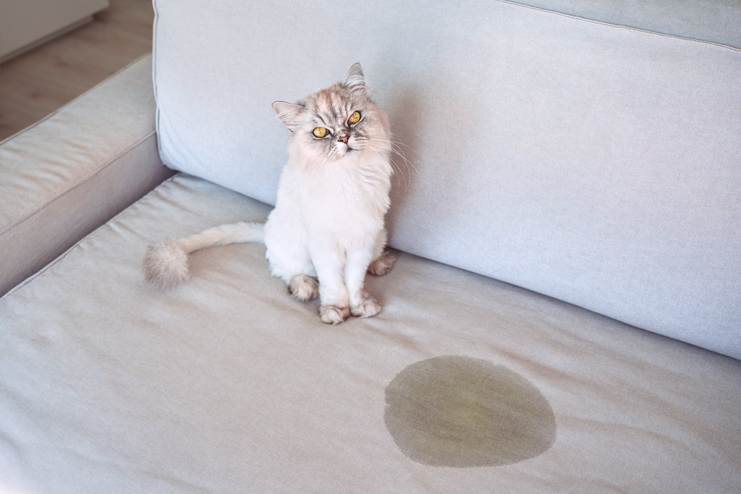 cat sitting next to pee on carpet